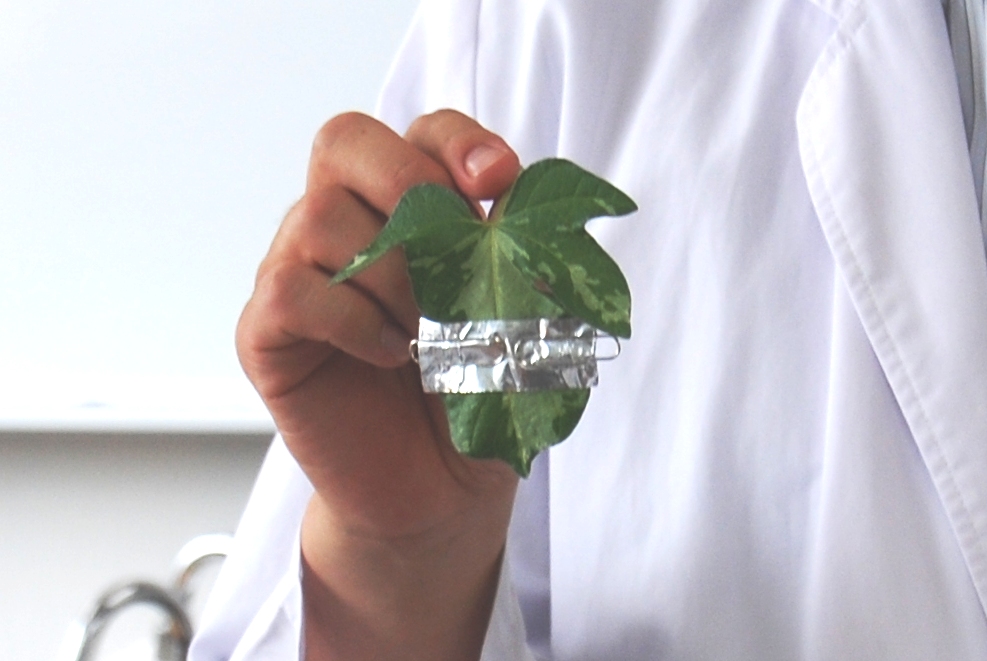 斑入りの朝顔の葉